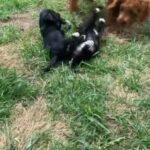 Chipoo Puppies in Effingham, Illinois