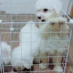 Healthy Bichon Frise puppies available in Washington, District of Columbia