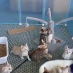 Bengal kittens for adoption in Washington, District of Columbia