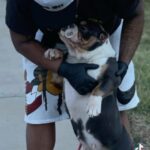 American Bully in Greensboro, North Carolina