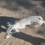 Chipperue in Ridgecrest, California