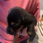 doberman mix Rottweiler in Columbia, South Carolina