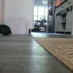 6 month old male Holland Lop VM