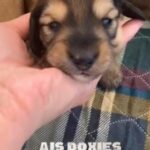 Mini Dachshund Long Hair