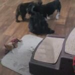CKC Shih-Tzu females