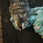 rabbit with the cage