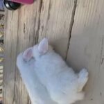 BEW Holland Lops Pedigreed