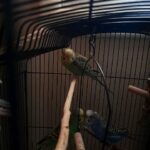 Male parakeet/budgie