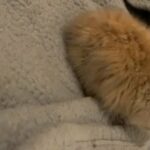 2 Month Old Lion Head Rabbit