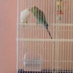 2 Parakeets & All Supplies