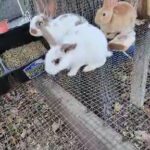 rex bunnies