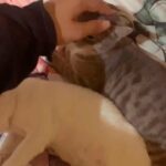 Bonded Mixed Breed Bengal Kittens in Arizona City, Arizona
