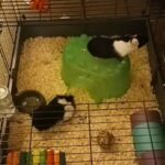 Hamlet and Beethoveen the guinea pigs in Lexington-Fayette, Kentucky