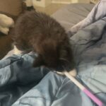 Female Kitten in Arizona City, Arizona