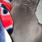 Blue Pit 8 weeks no shots in Toledo, Ohio