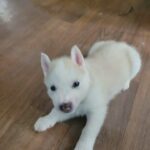 husky puppies in Cleveland, Tennessee
