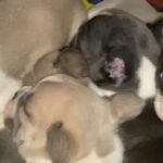 French Bulldogs in Westfield, Massachusetts