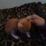 male tabby in Las Vegas, Nevada