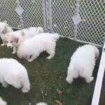 NAPR Great pyrenees puppies in Oxford (Charter Township), Michigan