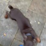 European Doberman in Dallas, Texas