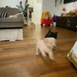 Labrador Retriever Puppies in Los Angeles, California