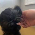 Adorable Shih Tzu Puppy Ready For Christmas in Napa, California