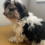 Adorable Shih Tzu Pups Ready For Christmas in Napa, California