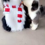 Old English Sheepdog in Houston, Texas