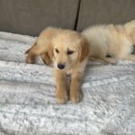 Golden Retriver in Tampa, Florida