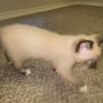 Baby boy Siamese cat in Arizona City, Arizona
