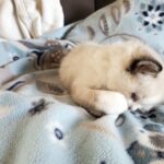 Adorable Ragdoll Kittens in Arizona City, Arizona
