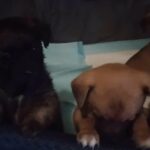 Puppy for sale in Arizona City, Arizona