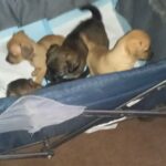 Adorable puppies ( chihuahuas) in Arizona City, Arizona