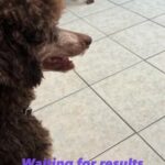 Expecting Bernedoodles in San Antonio, Texas