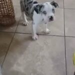 beautiful Merle female ABKC registered American bully in Orlando, Florida