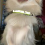 Pomeranian 4 sale in Arizona City, Arizona