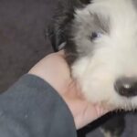old English sheepdog in Dayton, Ohio
