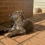 Puppies For Sale in Fredericksburg, Virginia
