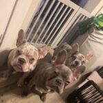 Exotic Frenchies in Los Angeles, California