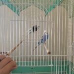 2 parakeets, nest, cage, branches for sale in North Plainfield, New Jersey
