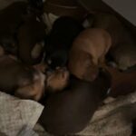 Puppies For Sale $200 in Santa Rosa, California