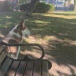 10 Month Old Pure Bred Siberian Husky in Albany, New York