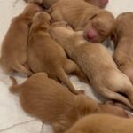 AKC Golden Retriever Puppies in Arizona City, Arizona