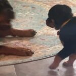 Akc reg rotti pups in Arizona City, Arizona