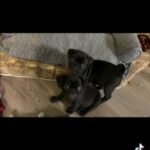 Pug Puppies in Plano, Texas