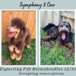 Bernedoodles Coming Soon in San Antonio, Texas