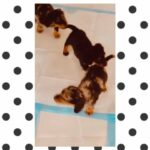 Dappled Dachshund Puppies in Indianapolis, Indiana