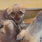 Beautiful Puppys in Greensboro, North Carolina