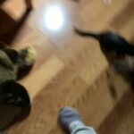 Disabled Kittens in Anderson, California