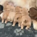 Beautiful Chow Chow puppies in Philadelphia, Pennsylvania